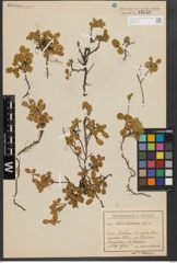 Foto von Salix herbacea L.